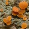 Dimerella lutea
